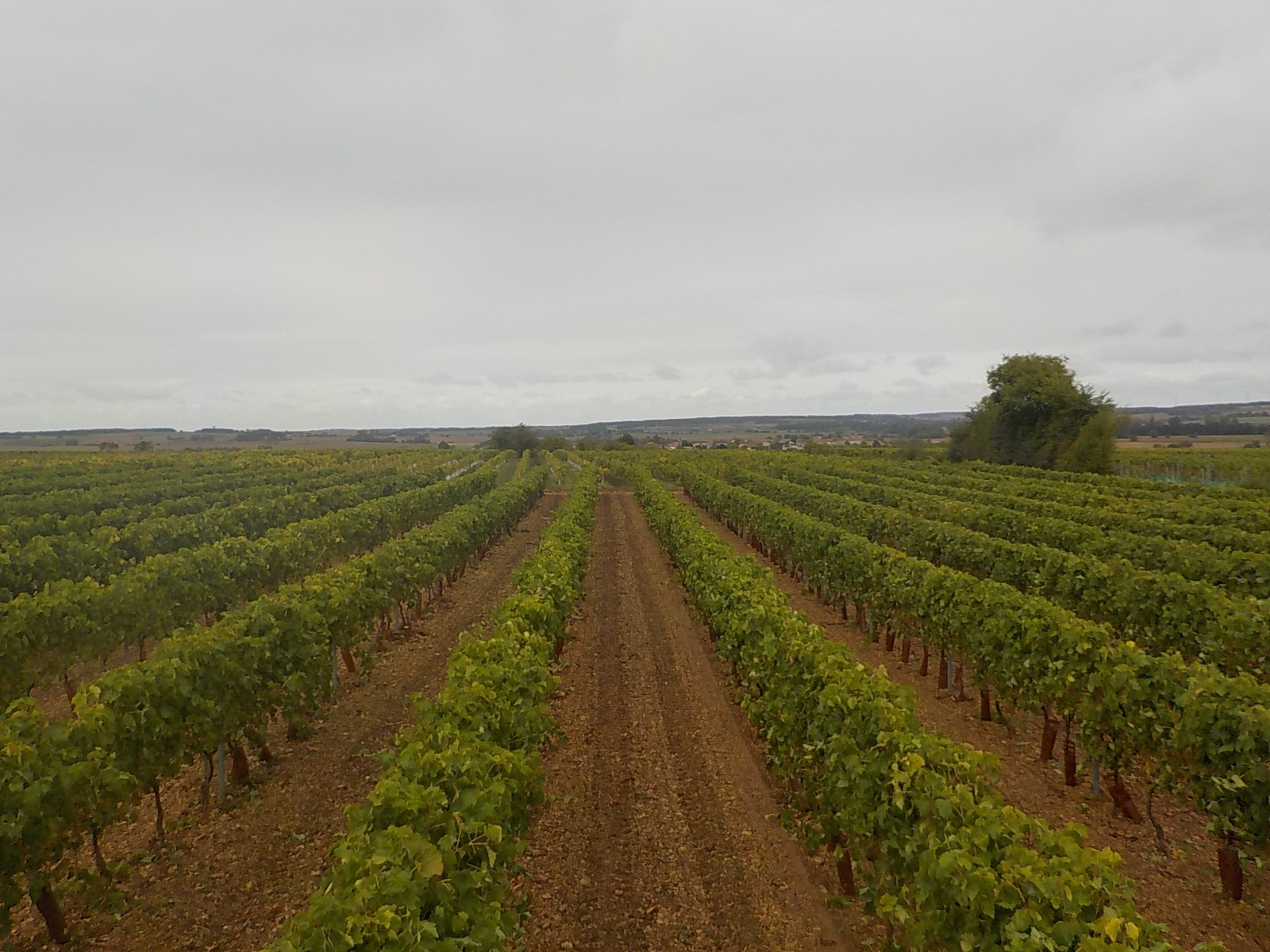 Vignoble sur la propriété