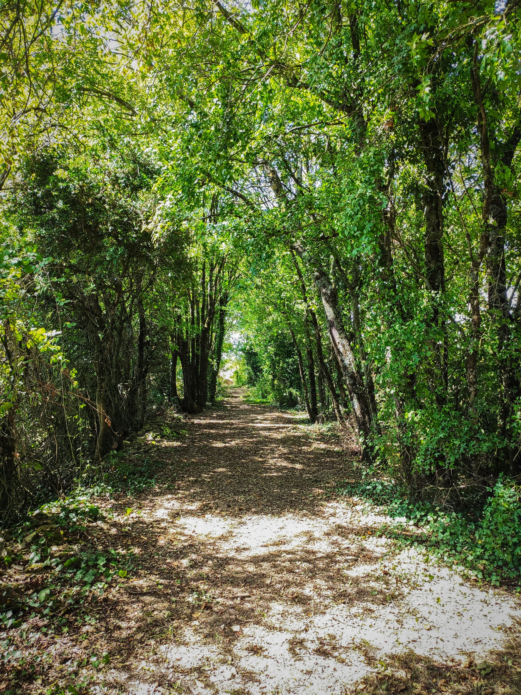 sentier boisé