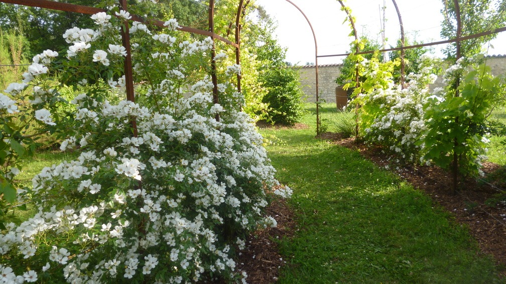 Jardin du gui dans le parc de l'abbaye