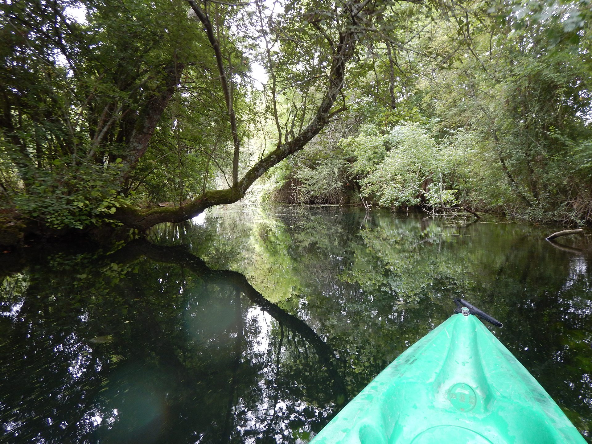 Nature préservée aux abords de la Charente