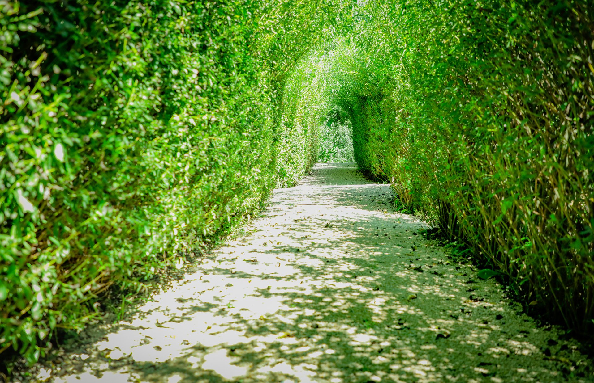 Tunnel de verdure aux Jardins Éphémères de St-Fraigne