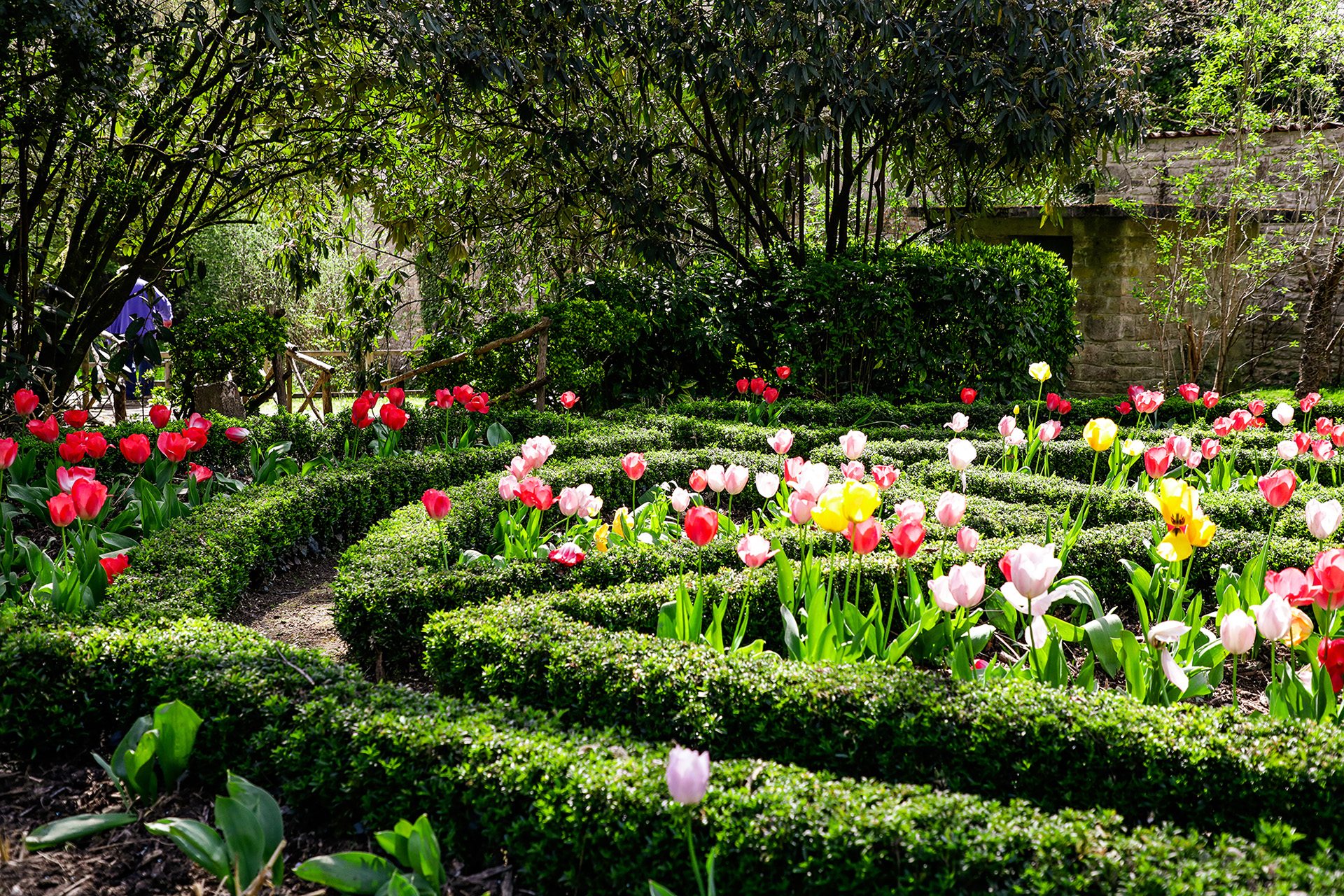 Tulipes aux Jardins de l'Argentor