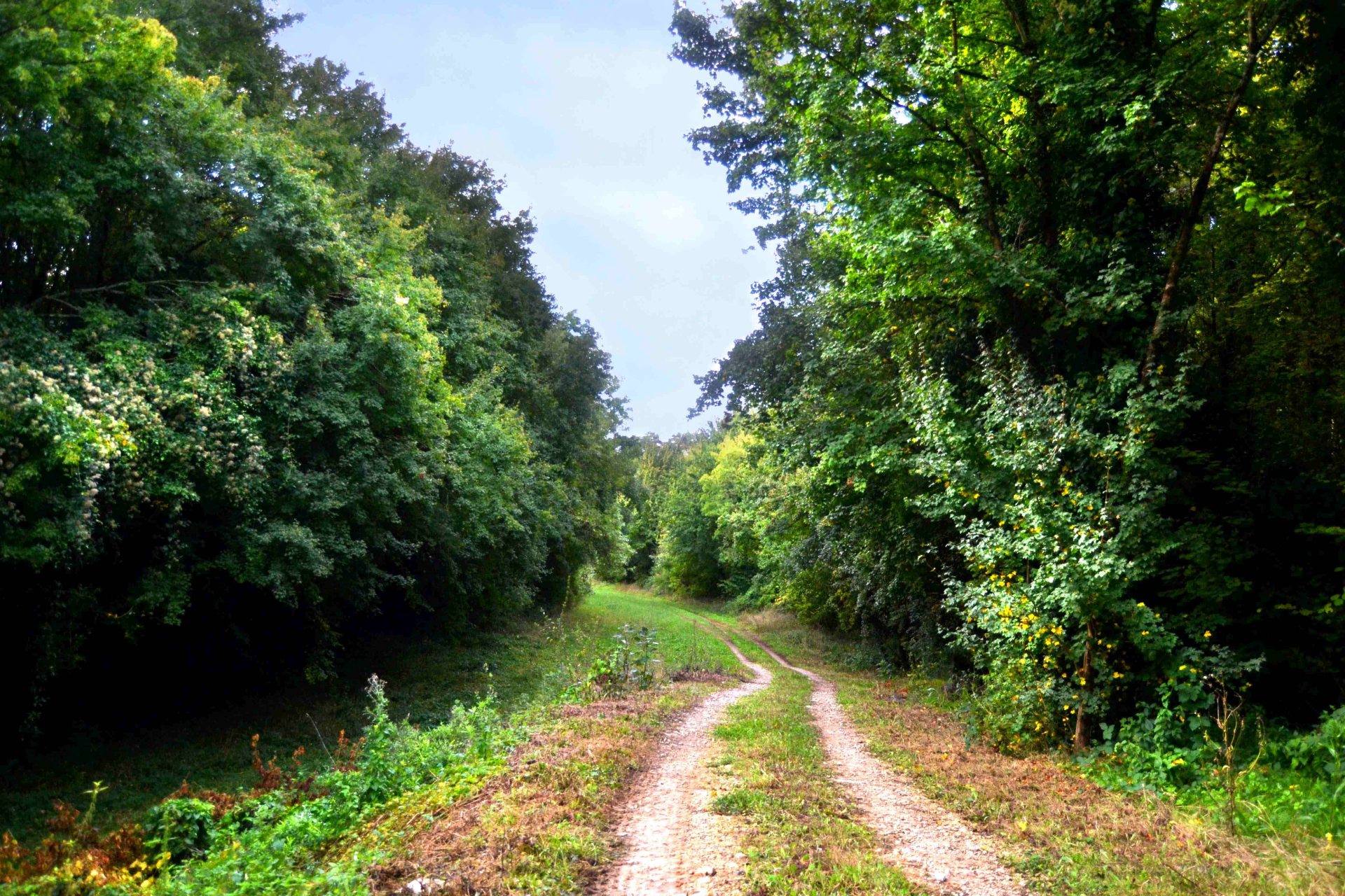 sentier de randonnée sur la balade nature et patrimoine de Vouharte