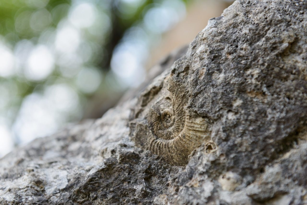 Fossile à la Motte de la Jacquille