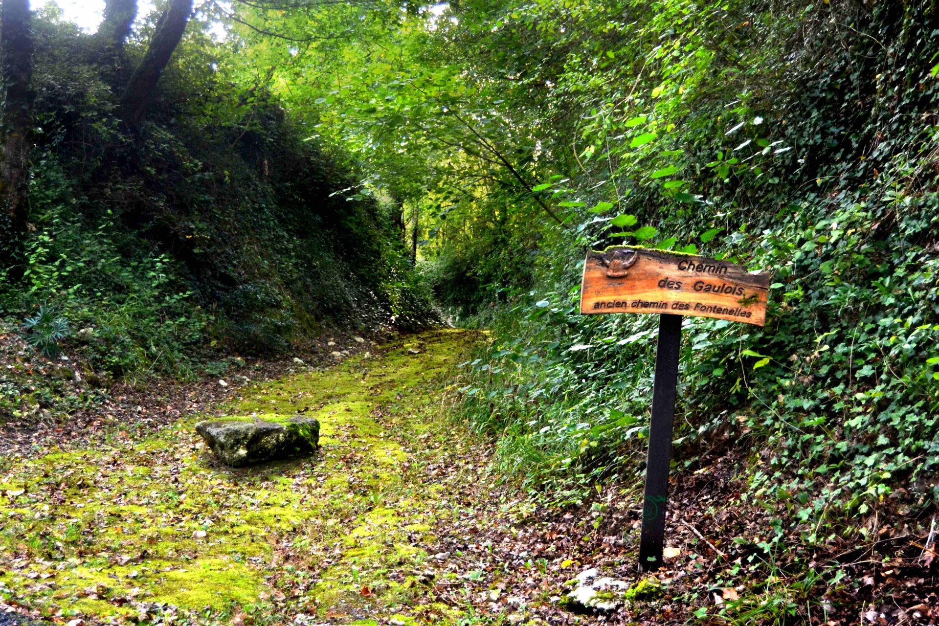 Chemin des gaulois sur la balade nature et patrimoine de Vouharte