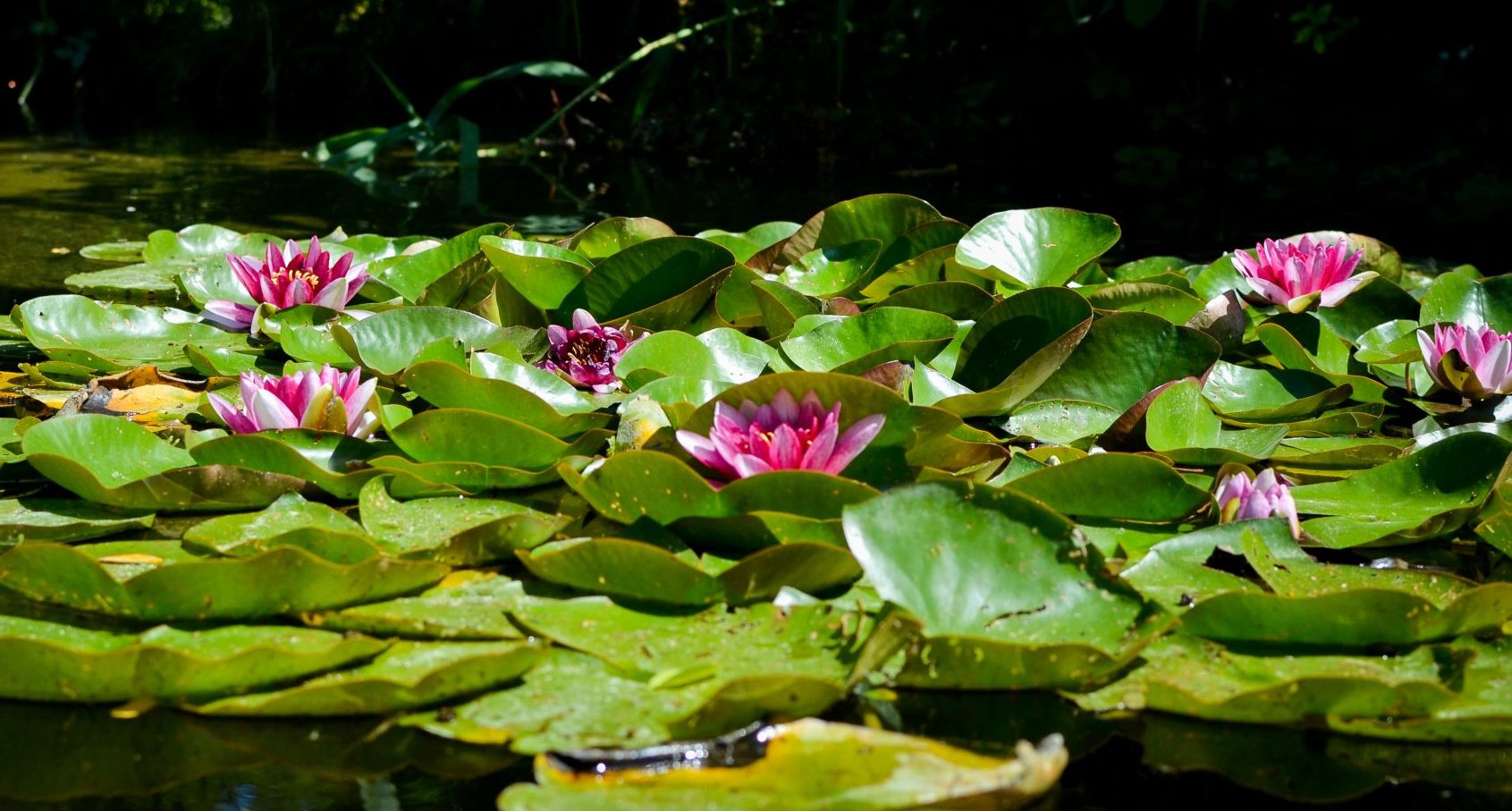 Les nénuphars du parc botanique de Mansle-les-Fontaines