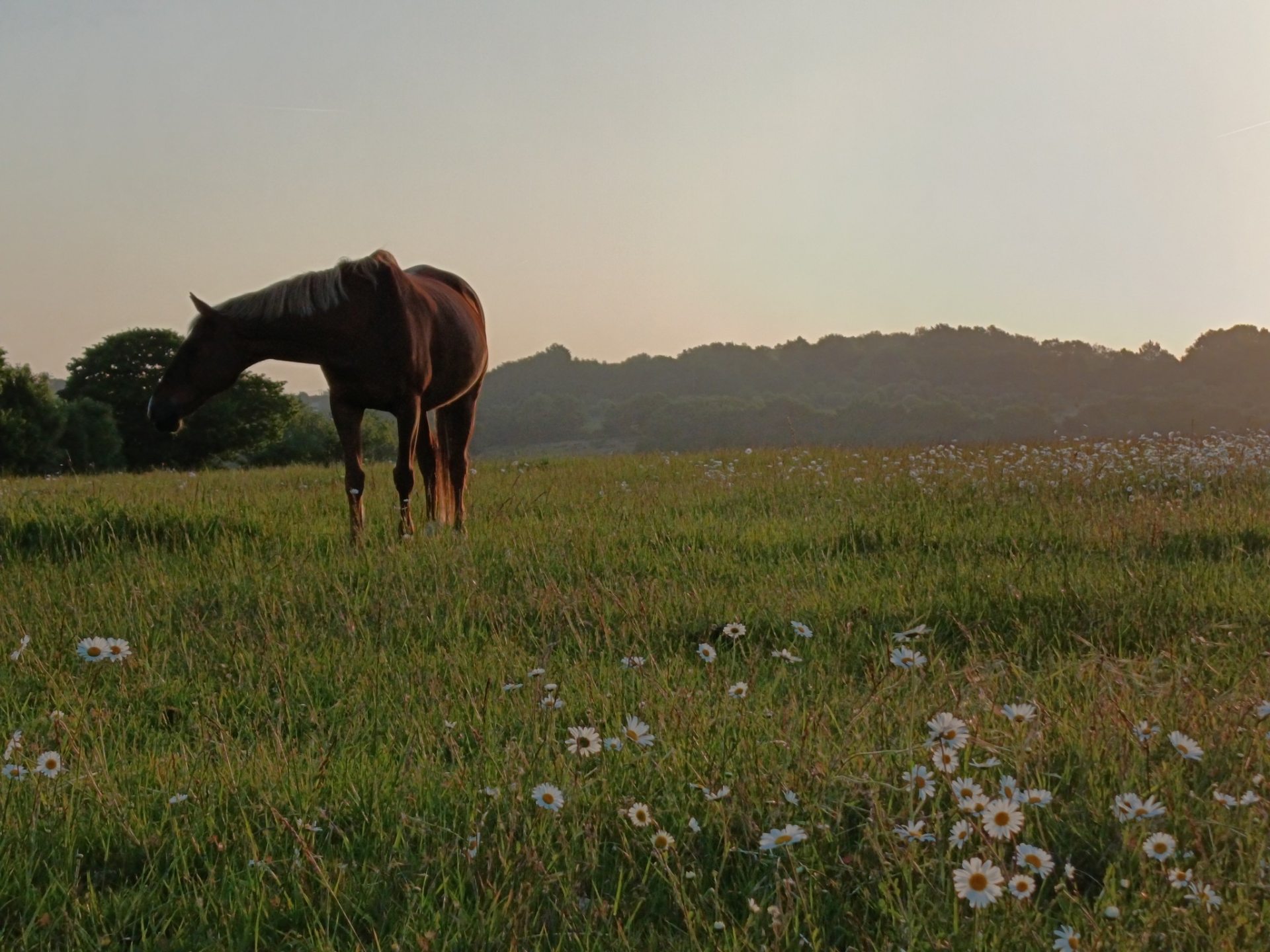 equinatureau-cheval-nord-charente