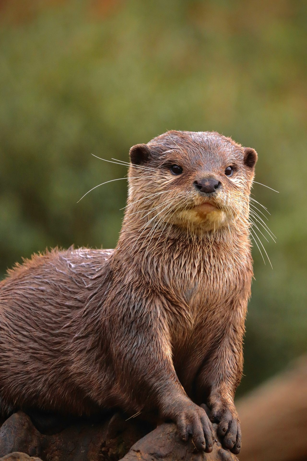 Loutre en charente
