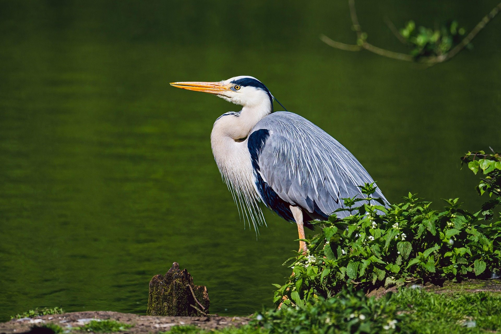 Héron cendré au bord de l'eau
