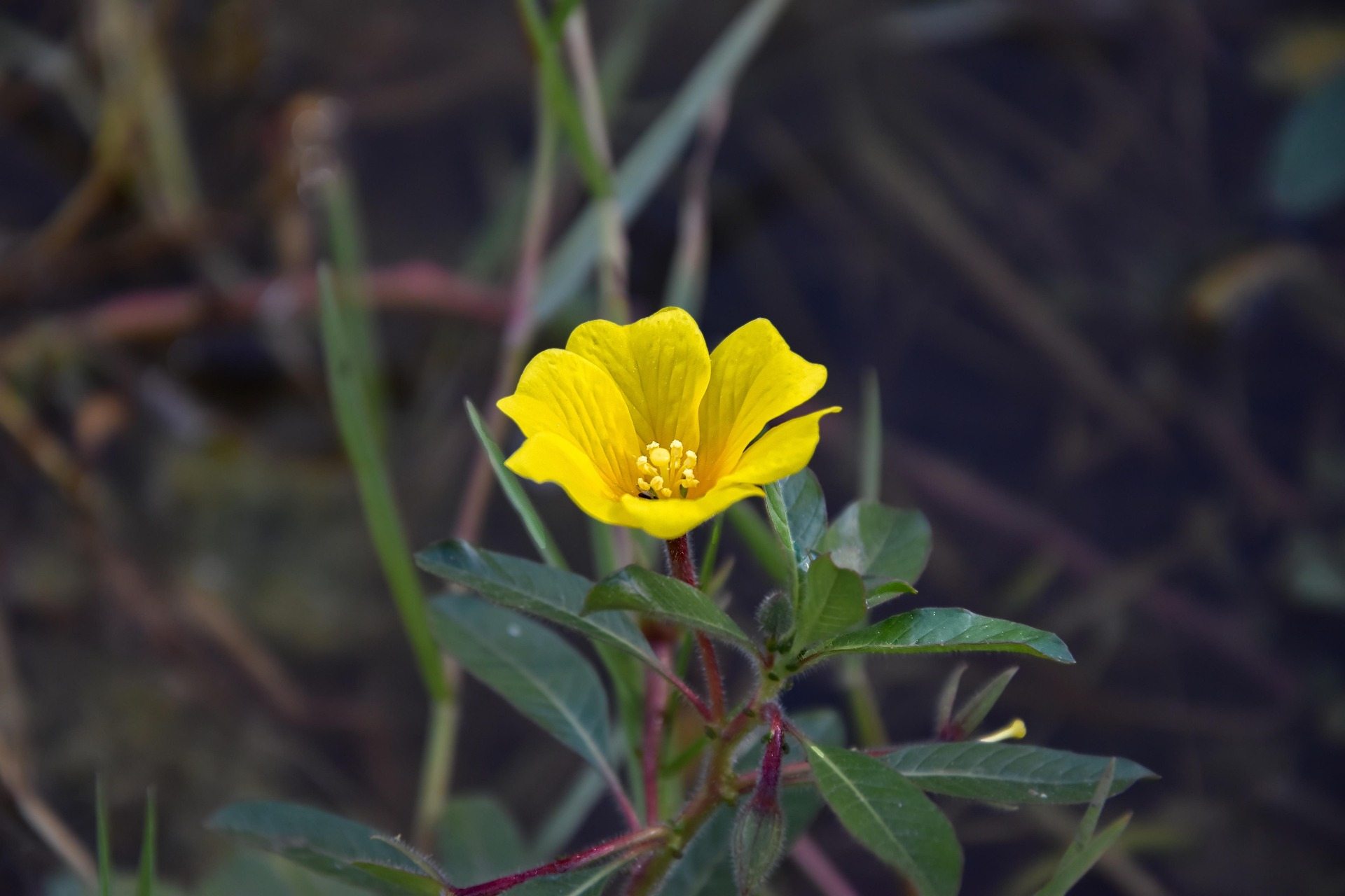 Fleurs de jussie
