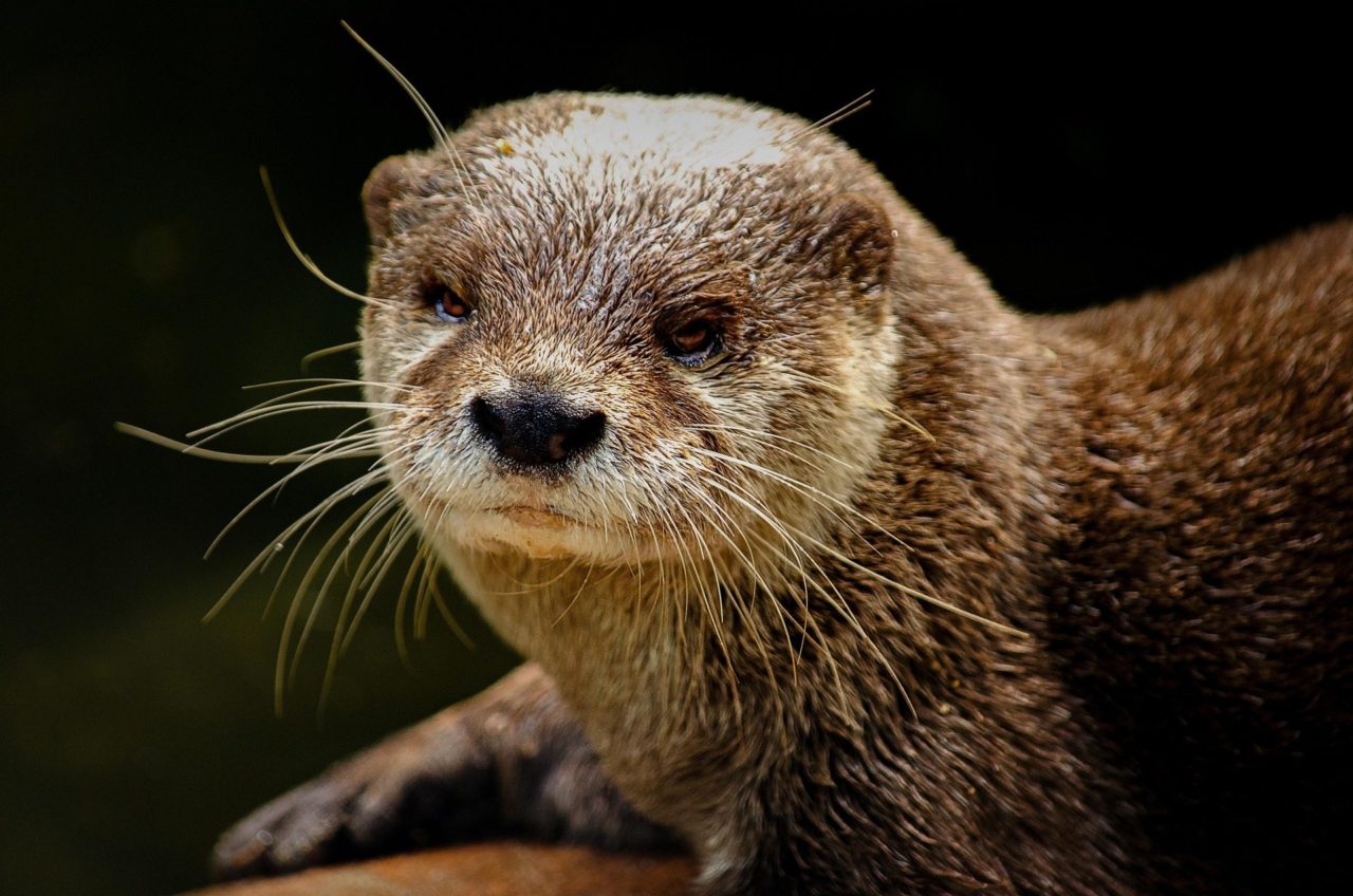 gros plan sur le visage d'une loutre d'Europe