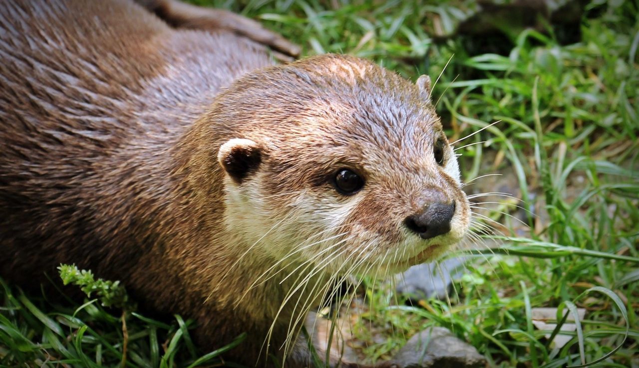 Photo de loutre d'Europe