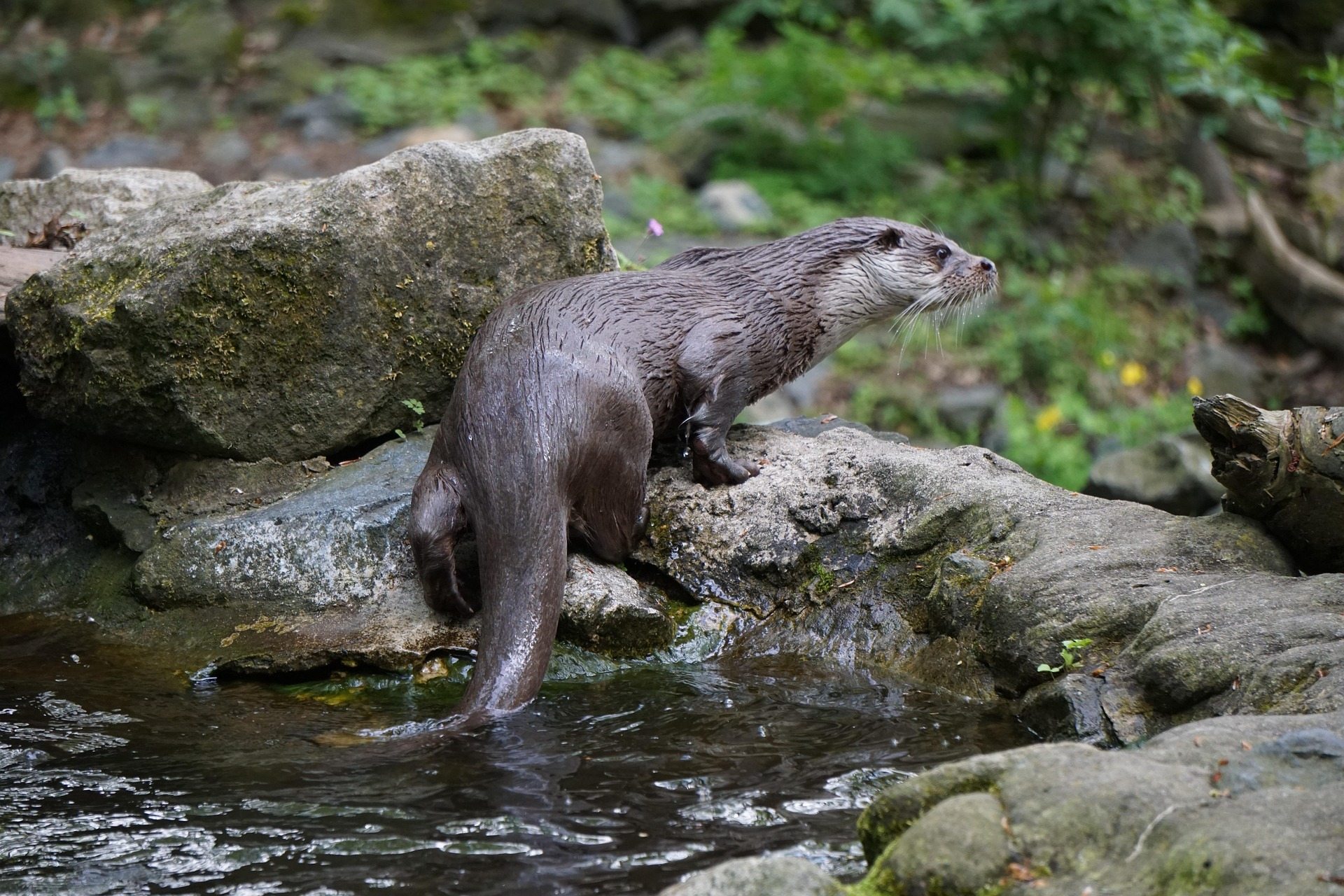 Loutre dEurope au bord d'une rivière