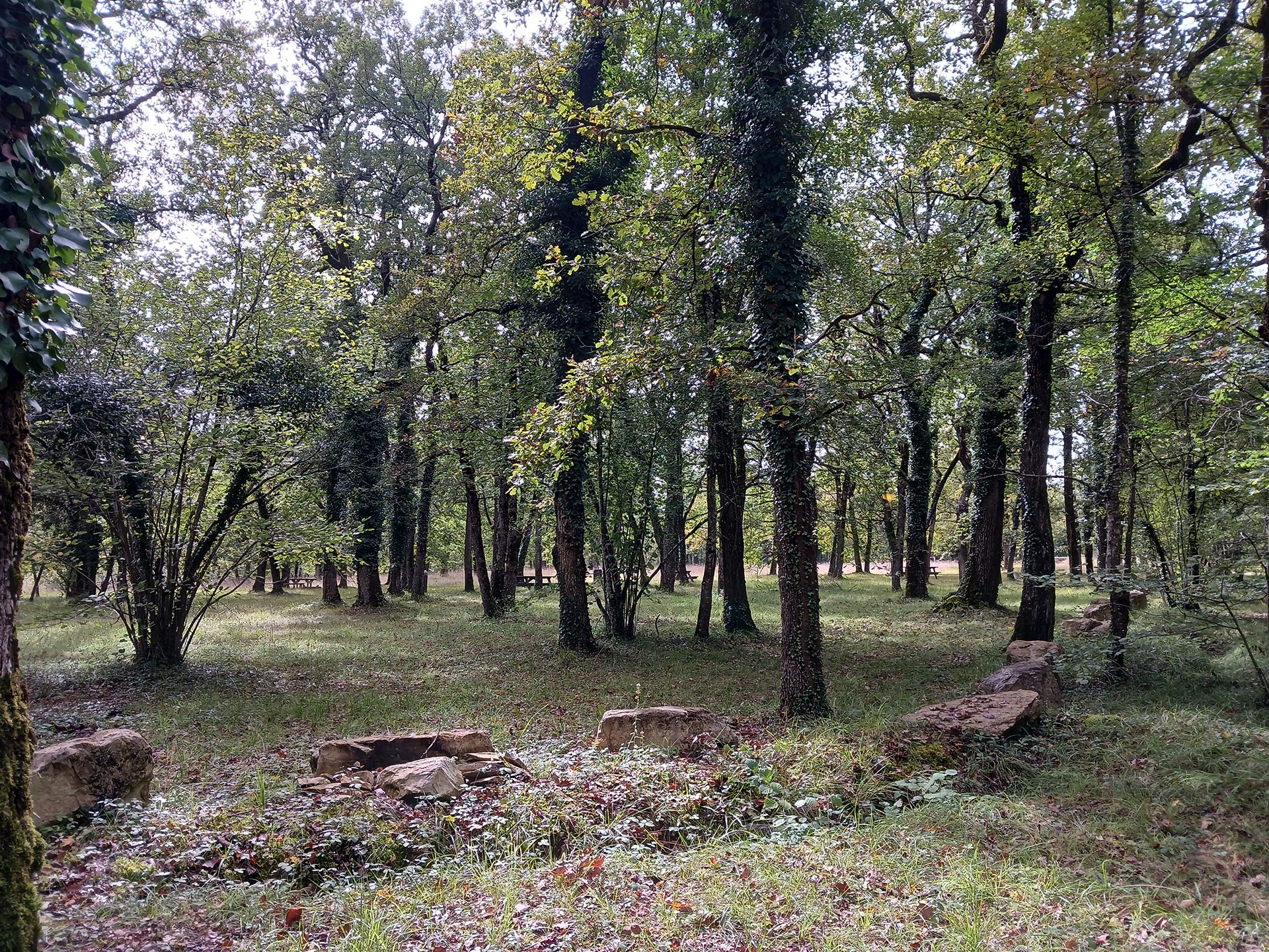bois dans l'Ermitage de Puymerle