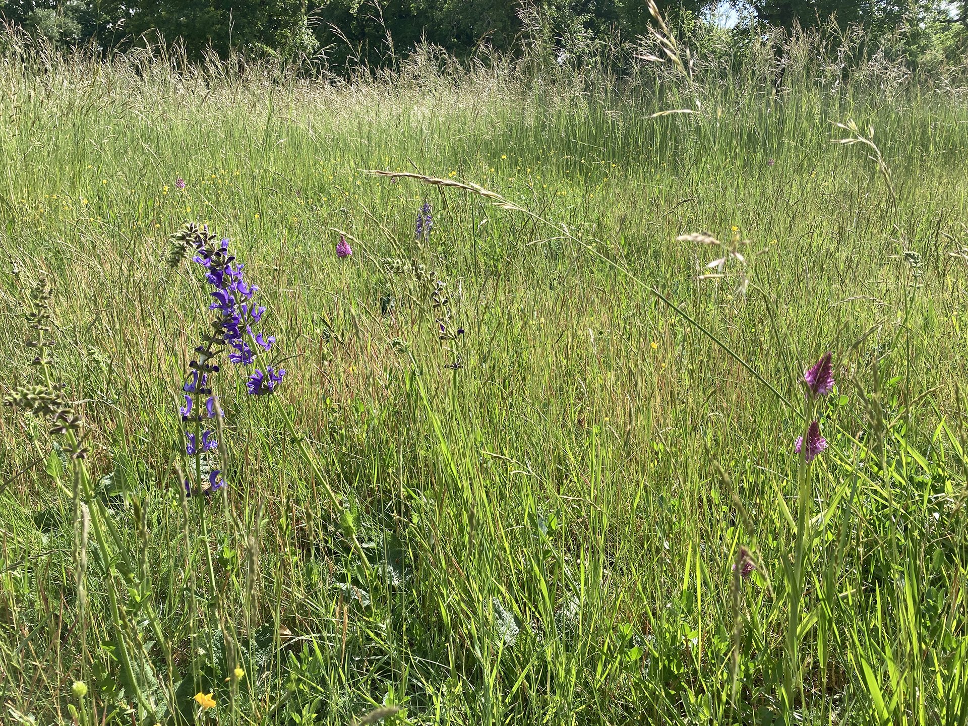 fleurs dans l'Ermitage de Puymerle