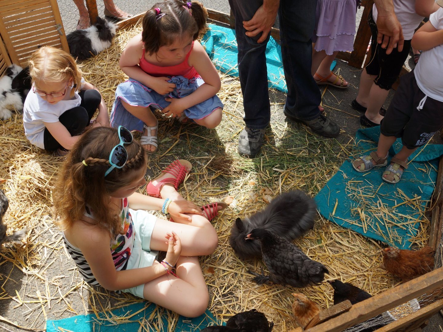 Visite guidée de la ferme d'Yvonne de l'Oasis du Coq à l'âme à Echoisy en Nord Charente