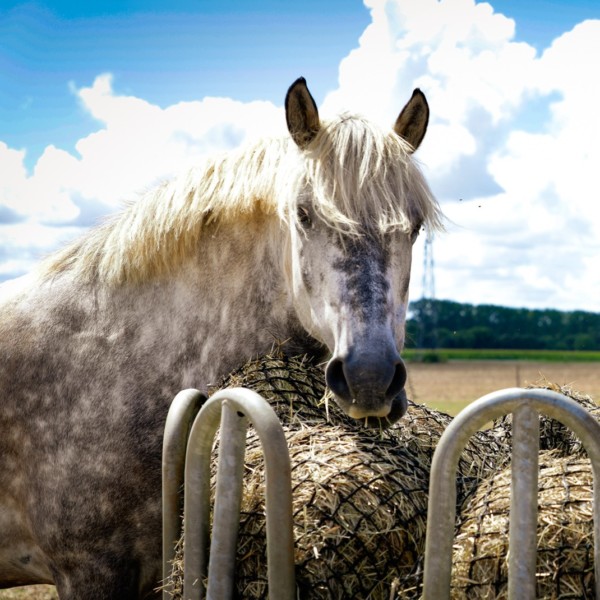 🐴 À cheval (ou en attelage) dans le...