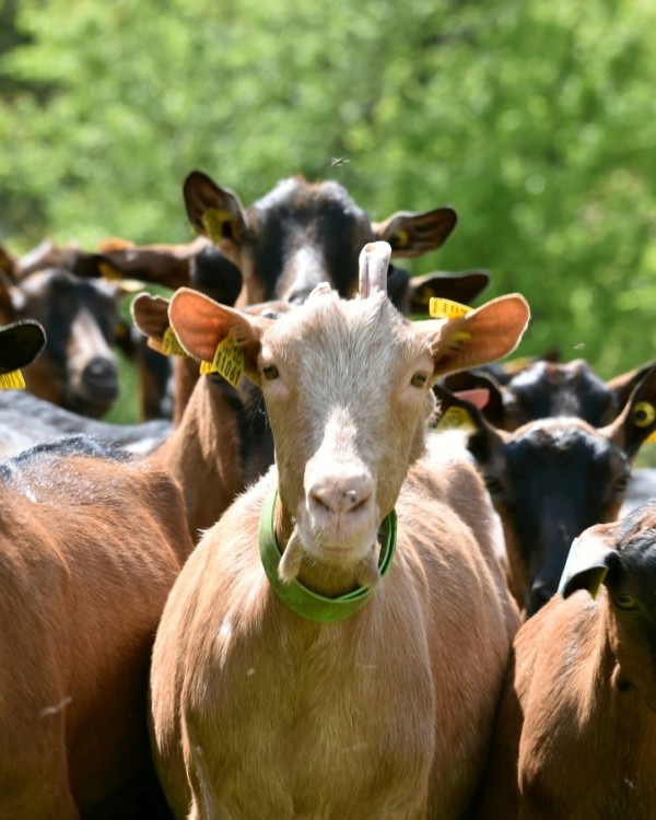 [Zoom sur ... La ferme de Kalidaan]
Un...