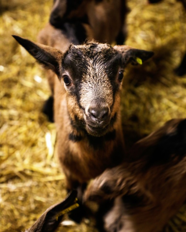 [Zoom sur la ferme de Chez Boye]
On...